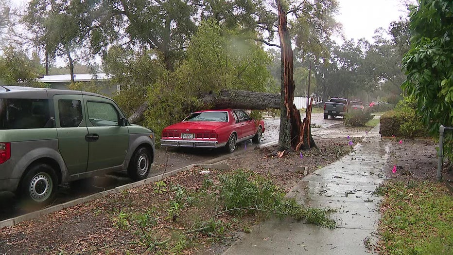 A tree fell onto a car during a strong line of storms that passed through the Bay Area on Tuesday. 