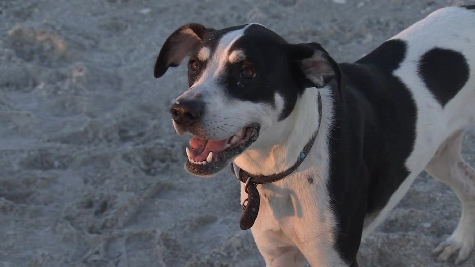 A dangerous dog virus has been detected at Fort DeSoto.