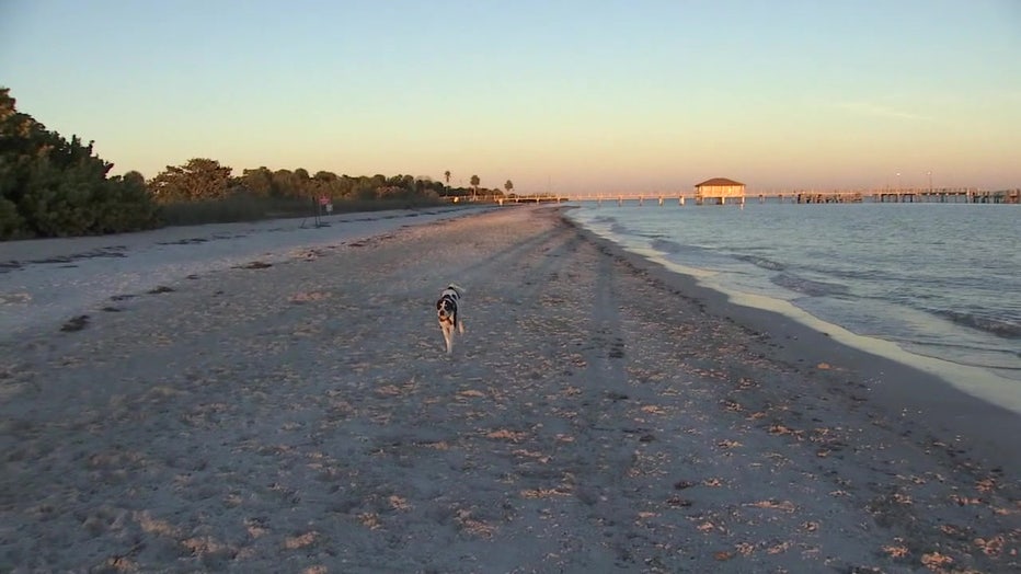 Собака бігає по пляжу у форті ДеСото. 