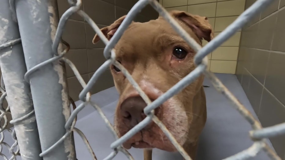 File: Dog at Hillsborough County Pet Resource Center
