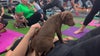 St. Pete gym partners with Suncoast Animal league to host rescue dog yoga
