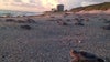 St. Pete Beach hotel expansion debate illuminates sea turtle ordinance issues