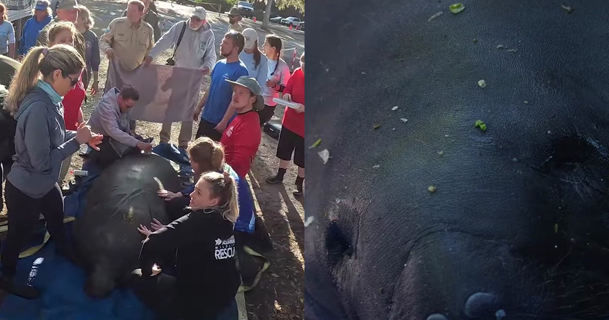 5 orphaned manatees released into Florida spring after being nursed ...