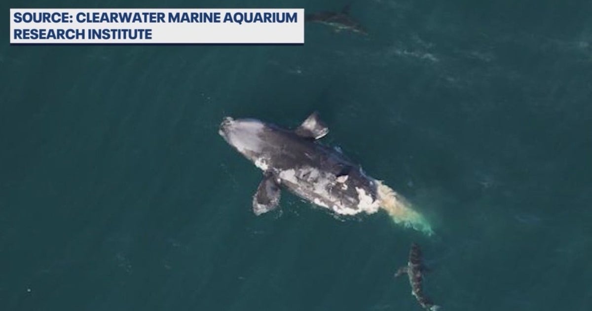 North Atlantic right whale spotted off Florida coast killed by boat ...
