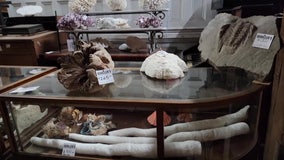 Tampa antique shop adds massive nautical collection to unique inventory