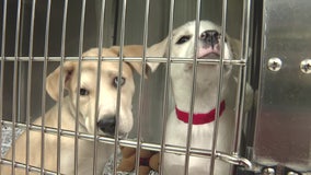 SPCA Florida in critical need of foster homes for dogs and their nursing puppies