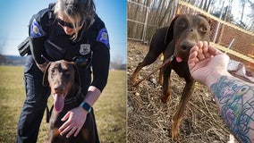Video: Dog found with zip tie around snout adopted by officer who rescued him