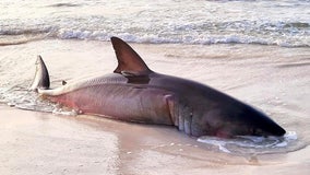 15-foot great white shark washes up on Florida beach