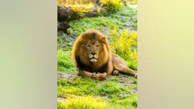 Lion at Busch Gardens, Simon, passes away at 17-years-old