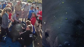 5 orphaned manatees released into Florida spring after being nursed back to health
