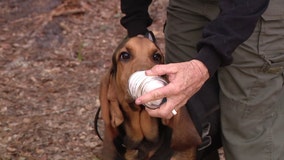 Crystal River non-profit helps law enforcement agencies train K-9's