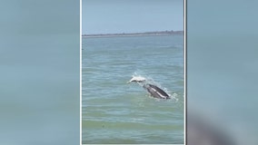 Video: Dolphin spotted tossing around fish off Southwest Florida coast