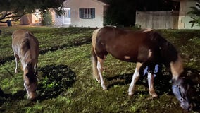 PHOTOS: Homeowner calls Clearwater police to wrangle horses that were grazing in yard