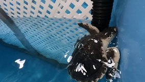 Meet the rare sea turtles rescued from Massachusetts being treated in Apollo Beach