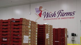 Inside Plant City’s Wish Farms warehouse during strawberry season