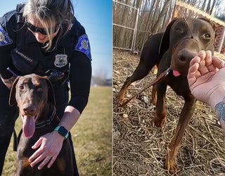 Video: Dog found with zip tie around snout adopted by officer who 