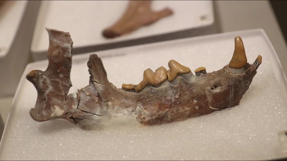 Montbrook fossil site offers clues to Florida's past