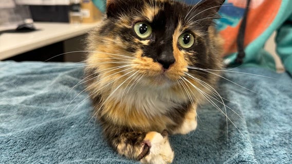Bay Area cat with screw in her paw rescued, will be available for adoption