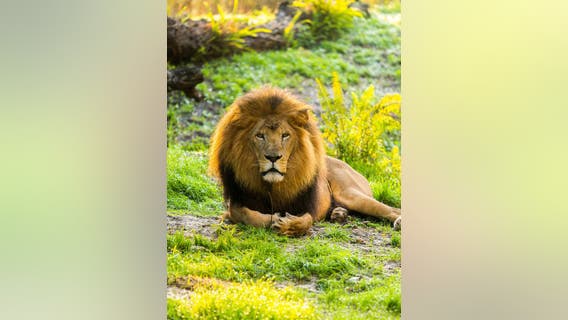 Lion at Busch Gardens, Simon, passes away at 17-years-old