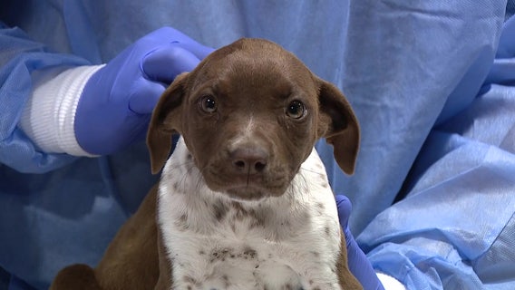 Animal rescues are finding solutions for 'dog dumping' in Tampa Bay Area