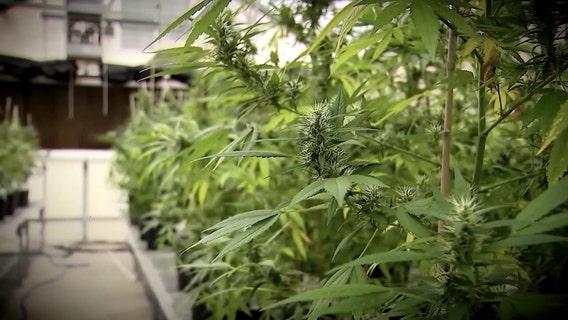 Florida lawmakers target hemp products by passing proposed bill in Senate