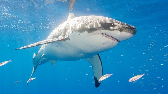 2 great white sharks pinged off Florida coast this week