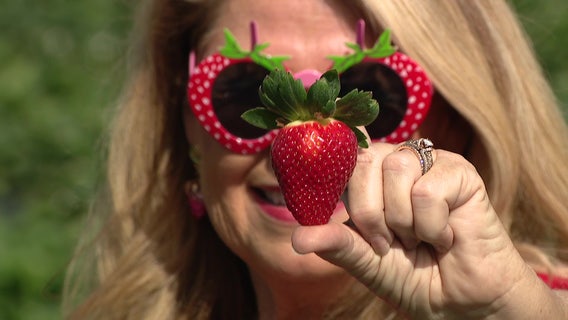 How Plant City's ‘Strawberry Sue’ became a champion for Florida’s strawberry industry