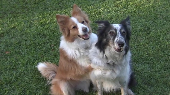 Keeping pets safe on Valentine's Day