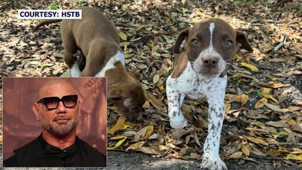 Dave Bautista adds to reward to find suspect accused of ‘mercilessly’ throwing 3 puppies from car in Tampa