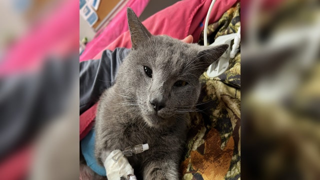 Cat found shot with an arrow in its back in Pinellas County; detectives search for culprit