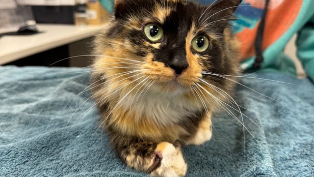 Bay Area cat with screw in her paw rescued, will be available for adoption