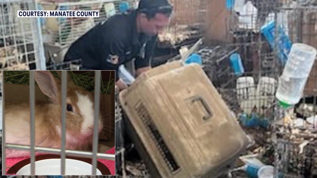 Here's how you can help nearly 70 rabbits rescued from Manatee County hoarding situation