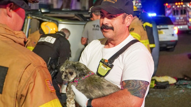 Puppy rescued from car after rollover crash near Bayshore Blvd. in South Tampa