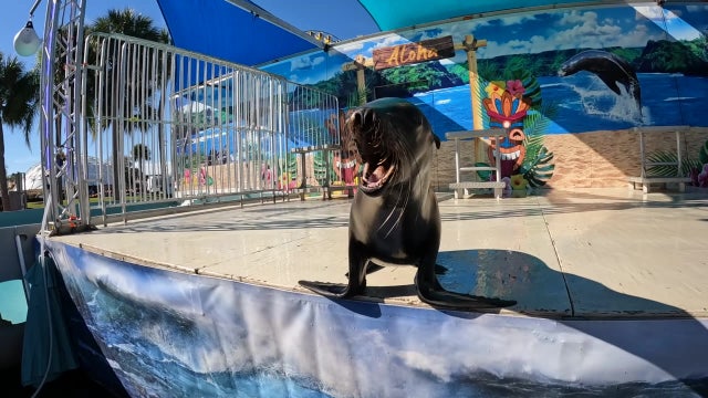 Sea lion show at Florida State Fair educates and entertains