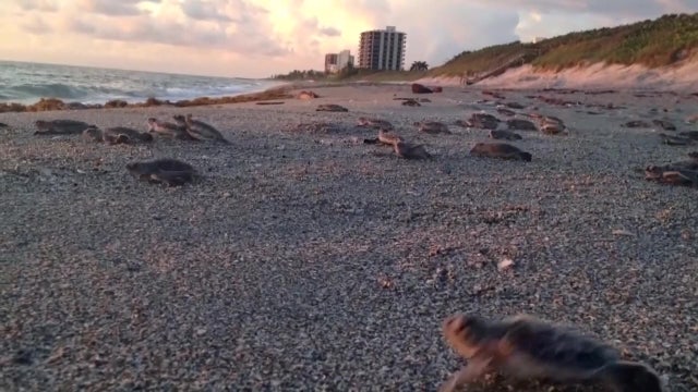 St. Pete Beach hotel expansion debate illuminates sea turtle ordinance issues