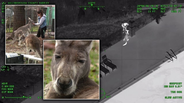 ‘I know God was watching over him’: Owner of escaped kangaroo