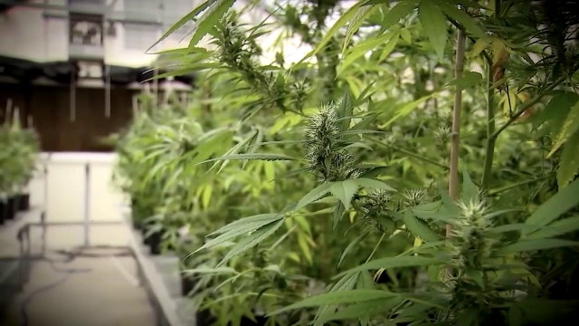 Florida lawmakers target hemp products by passing proposed bill in Senate