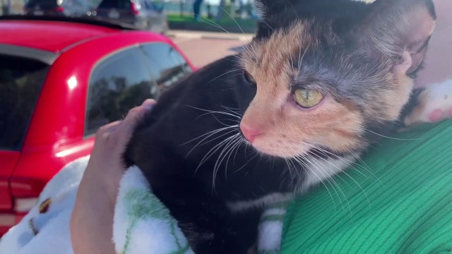 Gulfport pet mayor race helps raise money for St. Pete animal shelter, Gulfport Arts and Heritage