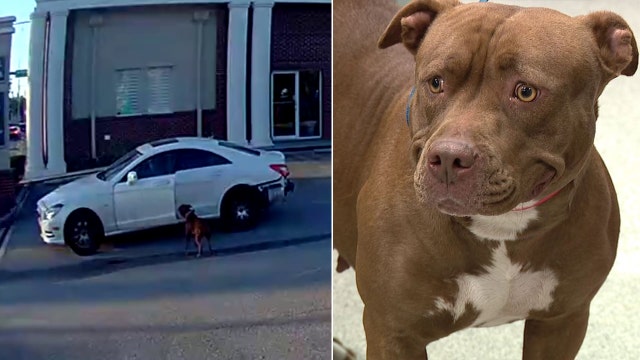 Video shows Tampa driver dumping dog in parking lot, taking off
