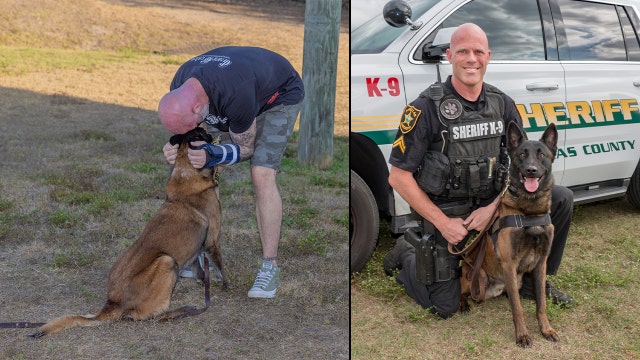 Pinellas K-9 who helped rescue handler ambushed by burglary suspect retires: ‘Thank you K-9 Taco’