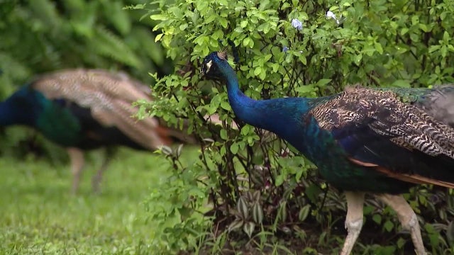 Where are the Wellswood peacocks? Residents try to solve missing bird mystery