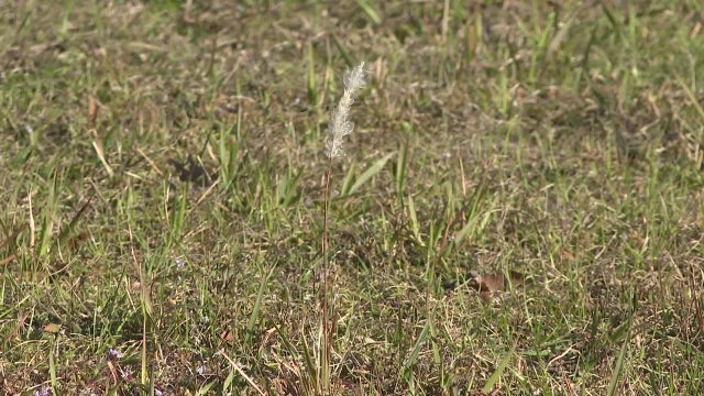 Pasco County leaders sound alarm on spread of invasive plant