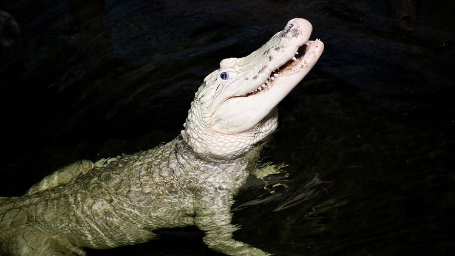 Leucistic-alligator.jpg