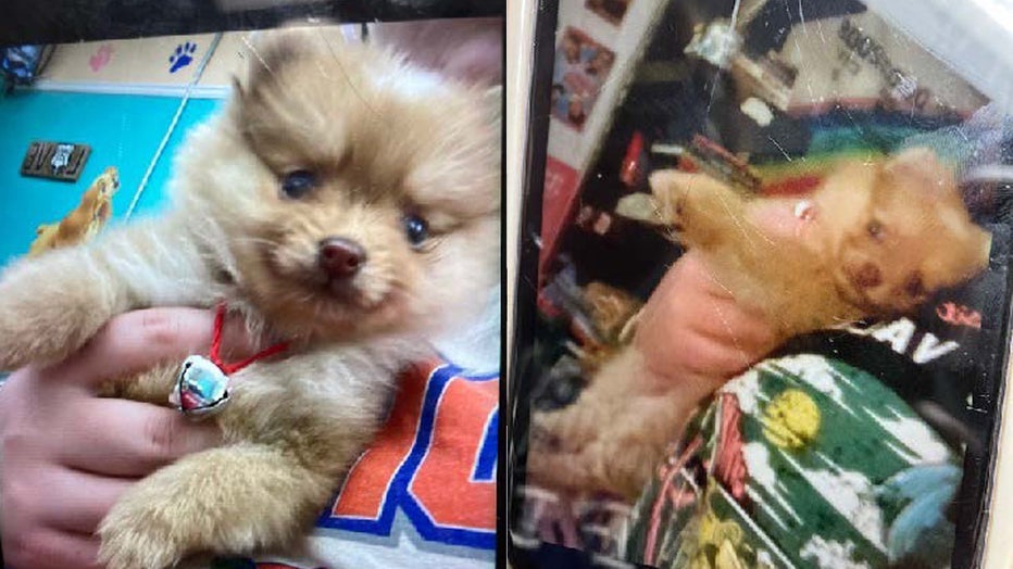 Police say this 8-week-old Pomeranian puppy was stolen from a teen on Tuesday. 