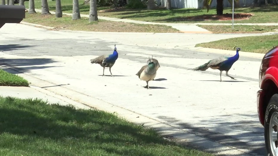 Pictured: Seminole Heights peacocks