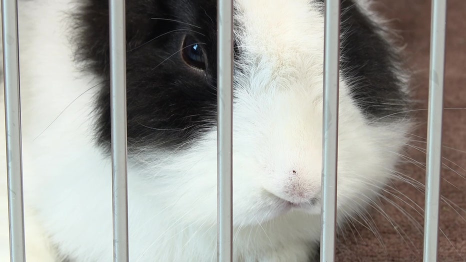 The shelter is asking for donations to help the rescued rabbits. 