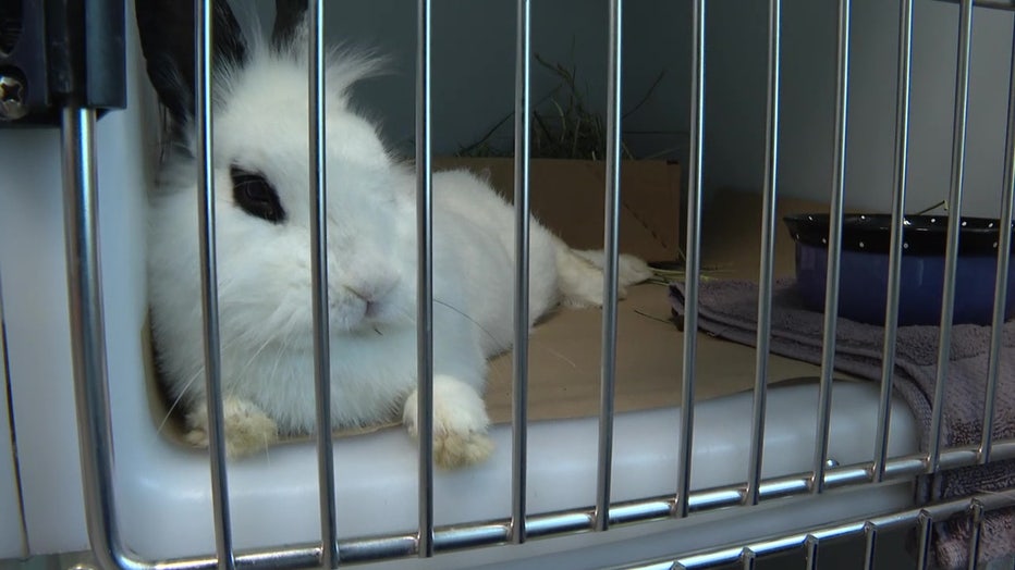 Shelter staff say the rabbits appear to be friendly are are going to the front of their cages. 