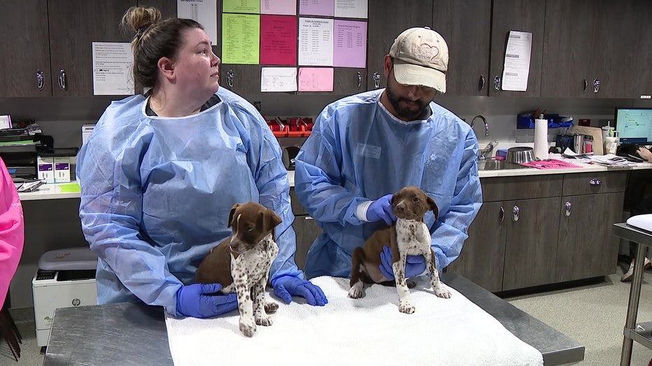 Two puppies are recovering at the Humane Society after being thrown from a car.