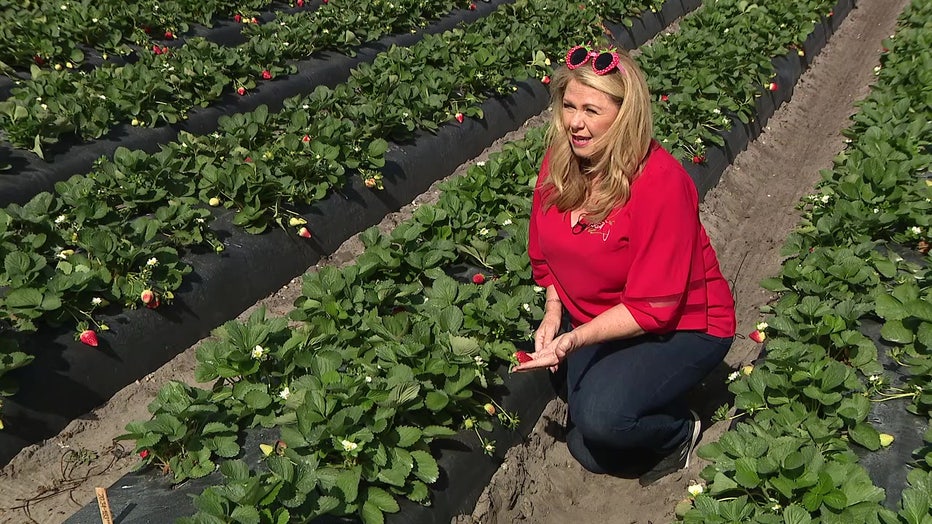 Strawberry Sue came of with a variety of recipes to show the fruit's versatility.