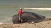 Beached whale in Venice towed out to sea following necropsy